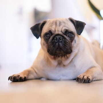fawn pug sitting down